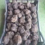 Trufe negre de vară ( Tuber Aestivum Vitt. )